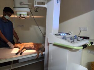 X Ray Machine for Dogs