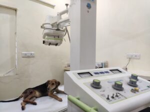 X Ray Machine for Dogs